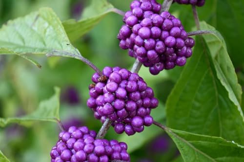 Direct Plants Extra Large Callicarpa Profusion Beauty Berry Shrub 3-4ft Tall