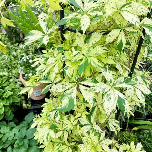 semi di vite selvatica - giardino balcone vecchie varietà decorazione 550pcs