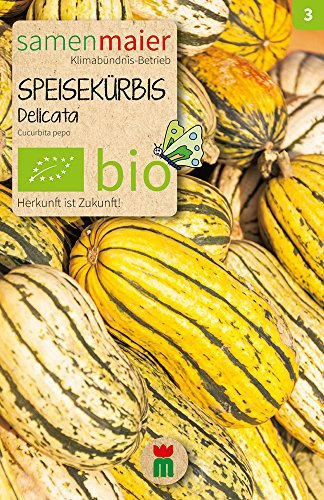 BIO Speisekürbis Bush Delicata Samen - Sehr geschmackvoll, buschig und platzsparend - Cucurbita pepo - Aussaat April/Mai, Ernte September/Oktober - ca. 8 Korn - Samen Maier