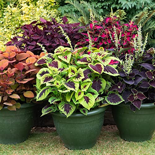 Coleus Mix Painted Nettle Tender Perennial Vibrant Borders Containers Shade-Tolerant Easy to Grow 15x Garden Ready Plants Supplied by Thompson and Morgan (15)