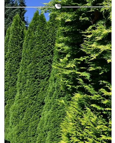 Thuja Smaragd 180-200 cm. 12 Lebensbäume. Immergrün, Winterhart, Sichtschutz