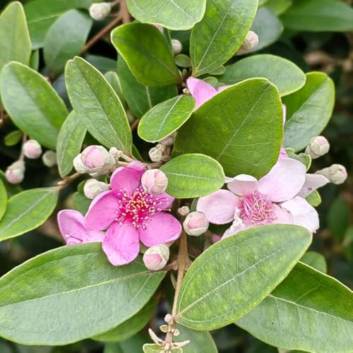 semillas de mirto, orgánicas, variedades antiguas, arbustos de mirto Arbustos decorativos, interior, jardín 60pcs