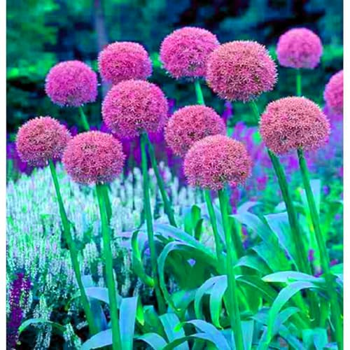 Bulbi di Allium | Serena, Elegante, Fresco, Luminoso, Majestuoso, Naturale-4 bulbi