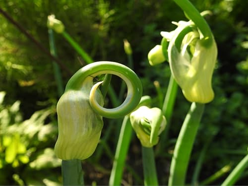 Steckzwiebeln der Luftzwiebel, Ettagenzwiebel, Ewige Zwiebel oder Ägyptische Zwiebel lat. Allium x proliferum