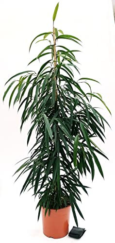 POWERS TO FLOWERS - FICUS ALII, VASO 24CM DIAMETRO, ALTEZZA 160CM, pianta vera