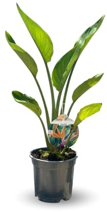 Attitude Jardin - Strelitzia reginae - oiseau de paradis - plante méditerranéenne - 80-90 cm - ⌀ 18 cm - plante d'extérieur