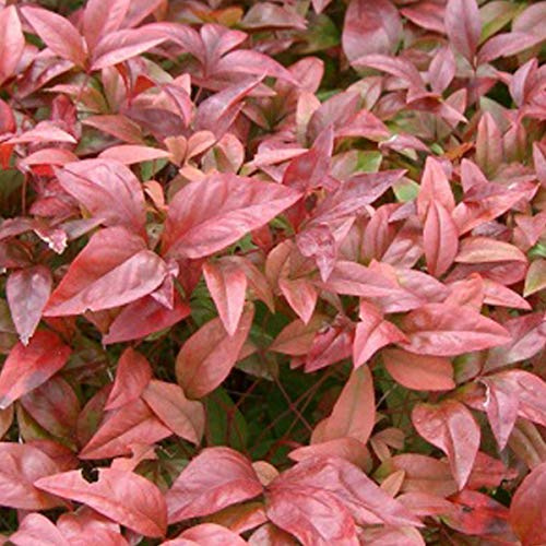 2 Pieces x Nandina Domestica- Bambou sacré 30-40 cm en conteneur