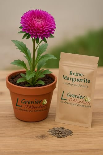 100 semi da seminare - L'Attico d'Abondanza - Regina Margherita American Branching - Callistephus Chinensis American Branching
