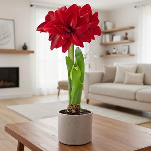 FLORIUM Amaryllis Zwiebel Double Dark Red | 1 Blumenzwiebel in Großformat 26/30 | Exklusive Blumenzwiebeln Amarillis | Echte Pflanzen aus Holland, Hippeastrum Zwiebeln