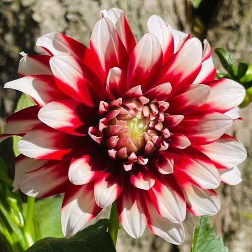 tubérculos de dalia resistentes, jardín de rocas 8pcs