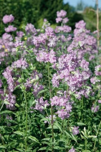 Saponaria officinalis 'Plena' 9x9 cm Topf – Winterhart, Mehrjährig, Pflegeleicht – Gefülltes Seifenkraut – Staude für Beet & Rabatte