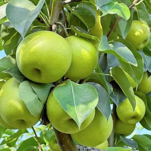 birnenbaum - bio hecken birnenbaum, säulenobst balkonpflanzen, winterhart blühend balkonpflanzen 300samen