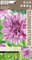 AGRONOM | Dalie - BLACKBERRY RIPPLE | Viola Fiori | Bulbi fiori perenni | Si coltivano in aiuole, vasi | Vengono raccolti per i mazzi | Confezione da 1 Bulbi fiori
