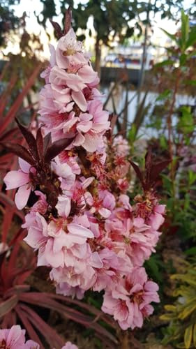 Prunus persica CRIMSON® 'Bonfire' / Pêcher Nain CRIMSON® 'Bonfire' / Conteneur de 5 à 6 litres/Arbuste Fruitier