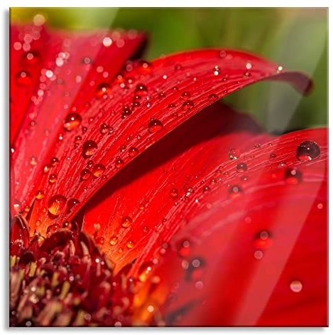 Pixxprint Glasbild, Wandbild auf Echtglas, Tautropfen auf roter Blume, 70x70 cm, inkl. Aufhängung und Abstandshalter
