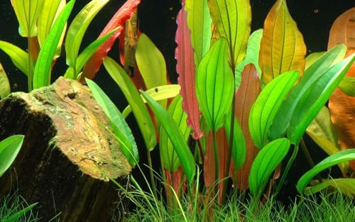 AquaOne Aquarium Pflanze Echinodorus 'Red Diamond' Aquascaping Dekoration | Hintergrund Wasserpflanze Aquariumpflanze Rosette voll durchwurzelt