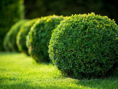 Bosso comune Buxus sempervirens pianta a palla, sfera ø40 in vaso ø37 cm Vivaio di Castelletto