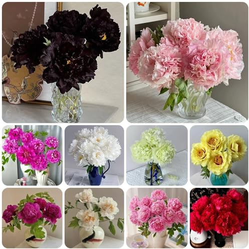 Semi di peonia - resistenti decorazione del giardino per esterno semi da giardino 100pcs