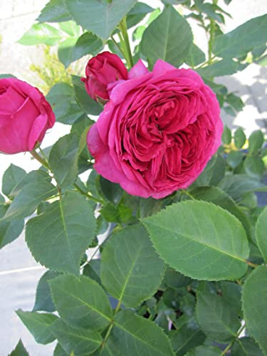 Nostalgie Edelrose - Rosa Sophie Luise ® - Tantau Rose
