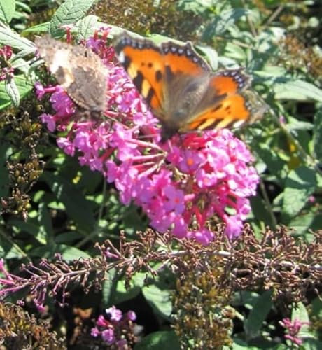 Sommerflieder Pink Spread - Schmetterlingsflieder - Buddleja davidii Pink Spread (60-80)
