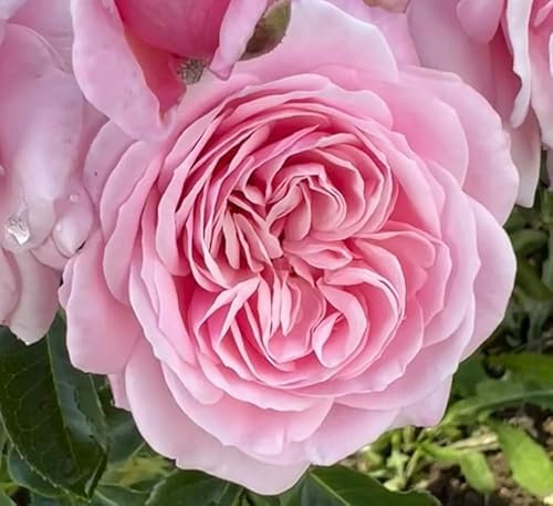 ‘Lilac Wine’ – Lilac Floribunda Rose – 4L Potted