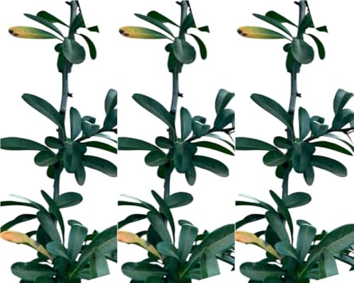 3 Plantas natural Pyracantha Coccinea. Espino de fuego 20-30 cm. En cepellón listos para plantar. Ofrece frutos para fauna, protección con espinas, belleza floral y resistencia ambiental.