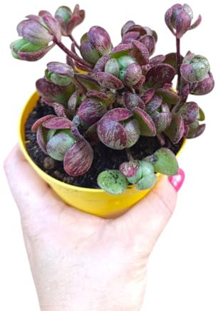 Aeonium saundersii specie arbustiva forma di rosa da collezione