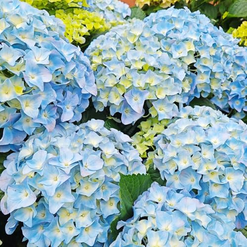 semi di ortensia, giardino di regali per gli amanti del giardino serre da balcone semi autunnale per luoghi 220pcs