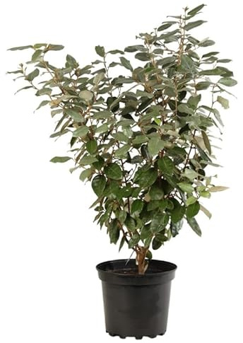 Chalef - Elaeagnus Ebbingei 80cm en Pot - Plante En Pot - Floraison Octobre à Novembre - Couleur de la Fleur - Hauteur 3 à 4 m