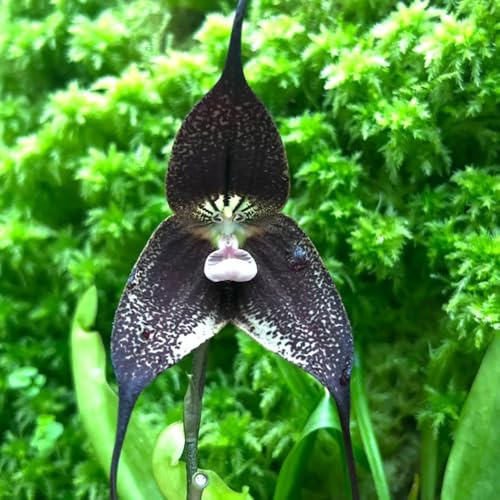 semi di faccia di scimmia, orchidea faccia di scimmia, semi di Orchidea Dracula Simia, Le perenni sono decorazione 50pcs