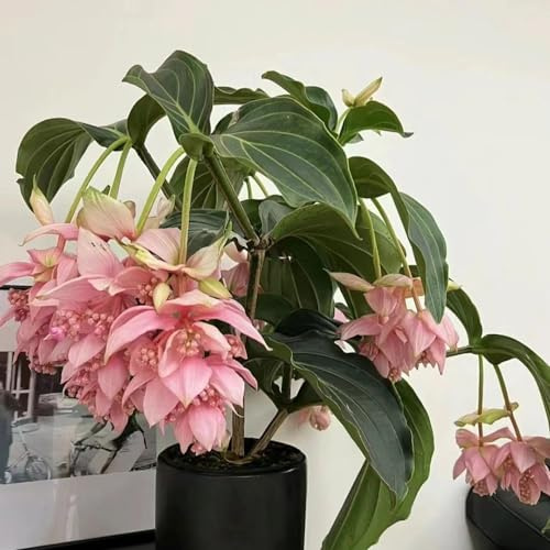 Medinilla magnifica - kletterpflanzen steingartenpflanzen gartenblumen balkonpflanzen zierblumen für sonnige plätze balkonpflanzen ausgefallene geschenke topfpflanzen draußen 420samen