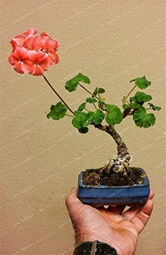 Virtue Mini geranio blu piante Bonsai Fiore perenne Fiore Pelargonium peltatum in Vaso geranio miniatura per la casa Garda: Nero