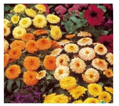 Pcs - 25x Souci Fiesta Gitana Mixte Calendula Jardin Plantes - Graines KS158 - Seeds & Plants Shop by Ipsa