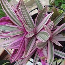 Genipap Semillas suculentas de Tradescantia Pink White