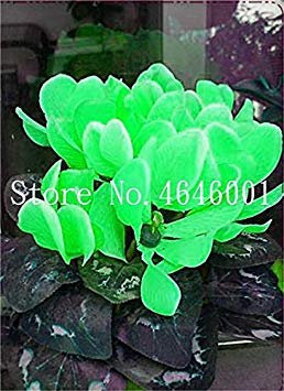 . 100 Pezzi Ciclamino, Cyclamen floreslings Giardino, Primrose Fiori delle Piante, Cortile & Balcone della pianta da Esterno per Il Giardino Domestico: 6