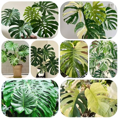 semillas de monstera - semillas de bonsái monstera deliciosa plantas interior plantas jardín macetas en macetas decorativas jardín interior balcón decoración balcones exóticas planta 120pcs