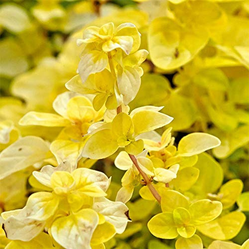Oregano Plants. 'Gold Nugget'. Culinary, Perennial herb with Lovely Golden Yellow Leaves. 9cm Plant x 2. Available from Bedwen Plants.