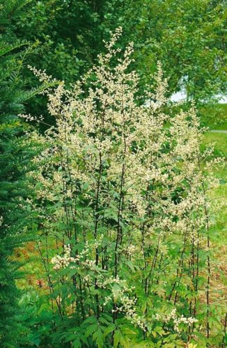 Artemisia lactiflora 11 cm Topf – Winterhart, Mehrjährig, Pflegeleicht – Chinesischer Beifuß – Staude für Beete & Rabatten