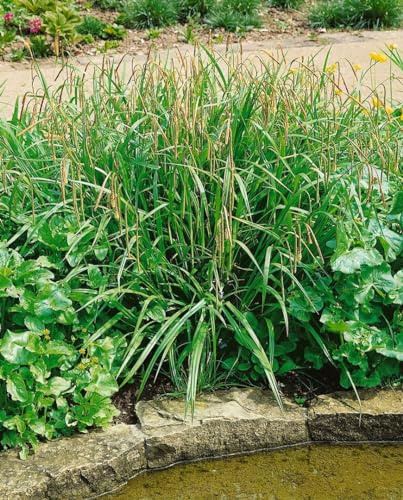 Carex pendula 9x9 cm Topf – Winterhart, Immergrün, Mehrjährig – Hängende Segge – Ziergras für Schattenbeet & Garten