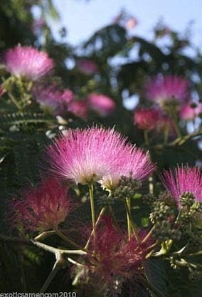 Schlafbaum Seidenakazie Albizia Julibrissin 10 Samen