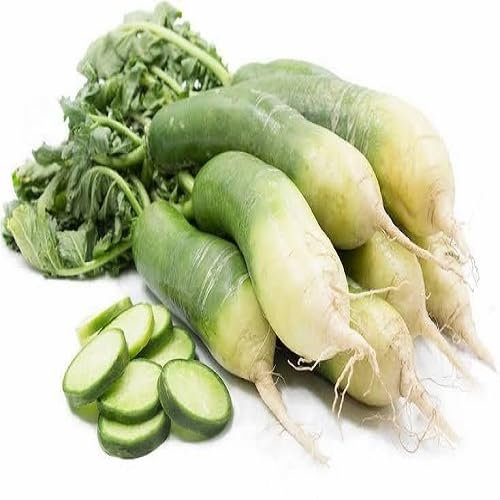 60 graines de radis vert