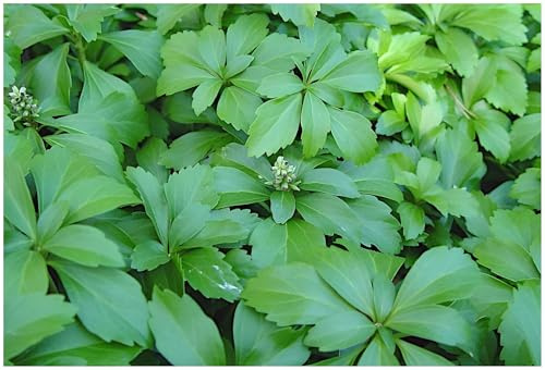 Stauden Gänge 1 x Pachysandra terminalis Dickmännchen winterhart | Winterharter Bodendecker für Halbschatten bis Schatten, Blüte April bis Mai, mehrjährig, 9x9 cm Topf