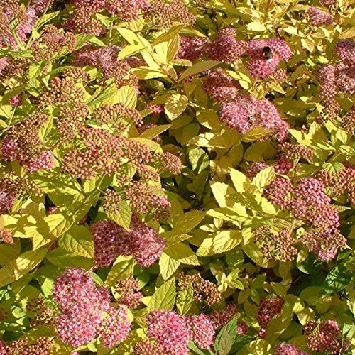 Spiraea Japonica 'Goldflame'- Spirée Japonaise 'Goldflame' 20-25 cm en conteneur