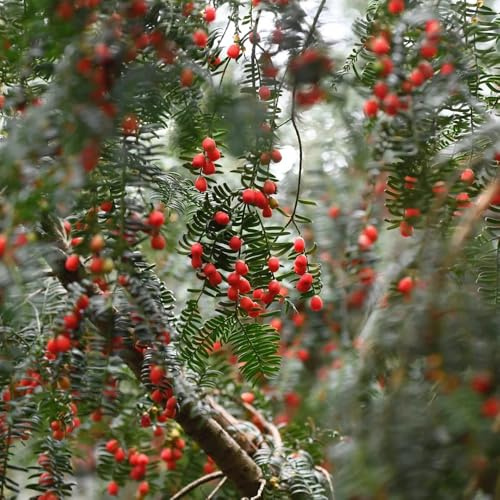 Taxus Baccata, sträucher pflanzensamen Eibe, Taxus wallichiana, herbstpflanzen winterhart balkonpflanzen alte sorten bio 150Samen