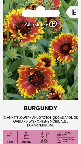 Zalia stotele | Gaillardia - BURGUNDY Sementi di fiori | Perenne ornamentale fiori rosso vino bordo giallo | Fioritura primo anno | Per sole | 1 bustina