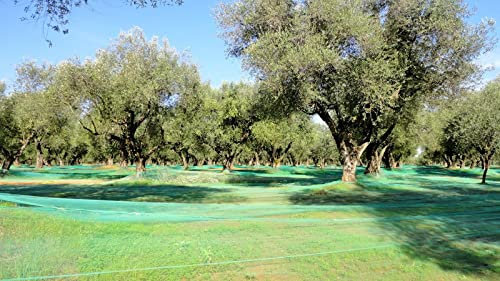 Telo rete raccolta olive antispina leggero a rotoli rete antiuccelli 167 metri altezza 6 metri