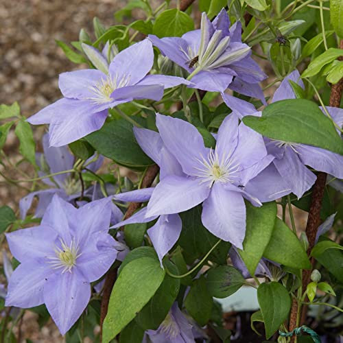 Clematis Cezanne™ Old Man's Beard Repeat Flowering Purple Blooms Hardy Shrub Easy to Grow Your Own Garden Flowers 3-Litre Potted Plant by Thompson and Morgan (1)