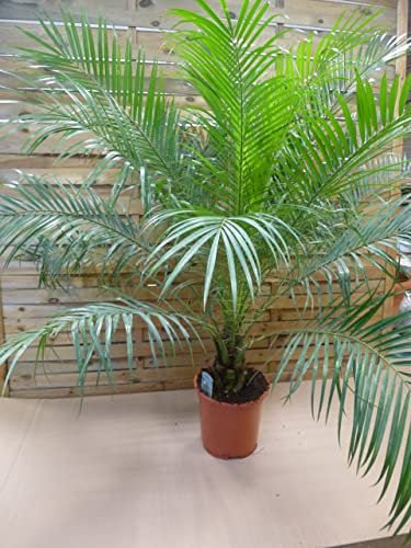 [Palmenlager] - Phoenix roebelenii Zwergdattelpalme 140 cm - Stamm 20/30 cm/Zimmerpalme