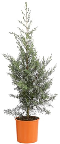 Dehner Arizona-Säulen-Zypresse Glauca, Cupressus arizonica, immergrüne Konifere, 100-120 cm exkl. Pflanztopf, 10 l Topf, Nadelgehölz