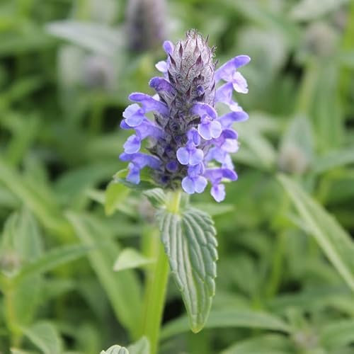 6x Geaderte Katzen-Minze - Nepeta nervosa - Topf 9x9cm